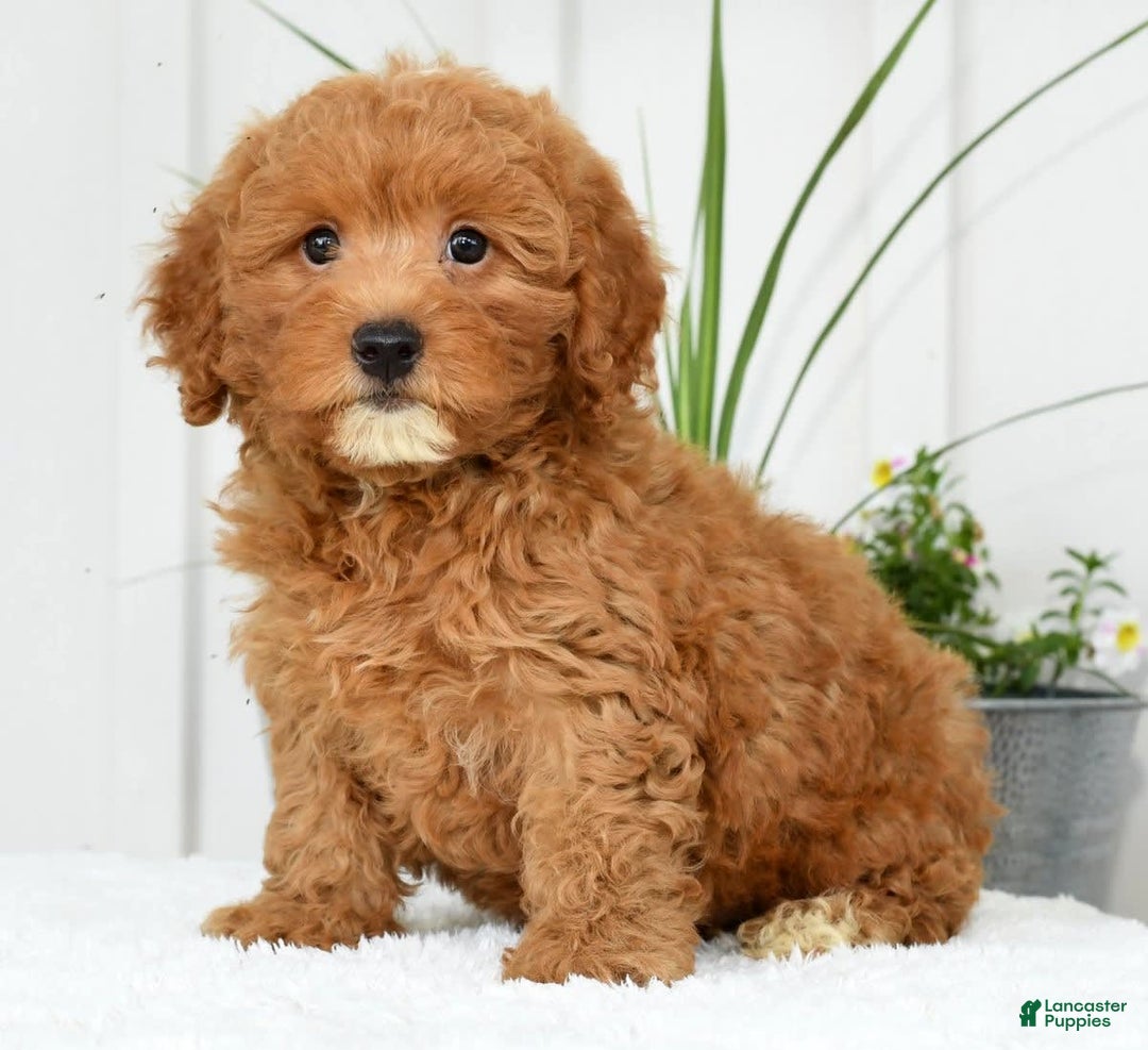 Mini Goldendoodle dogs for sale: Harver - Image 3