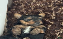 Yorkshire Terrier dogs for sale: Hercules - Image 3