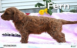 Cavapoo dogs for sale: Fern - Image 3