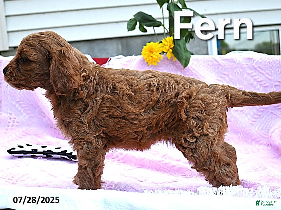 Cavapoo dogs for sale: Fern - Image 3