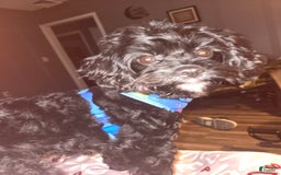Cavapoo dogs for sale: Madeline - Image 1