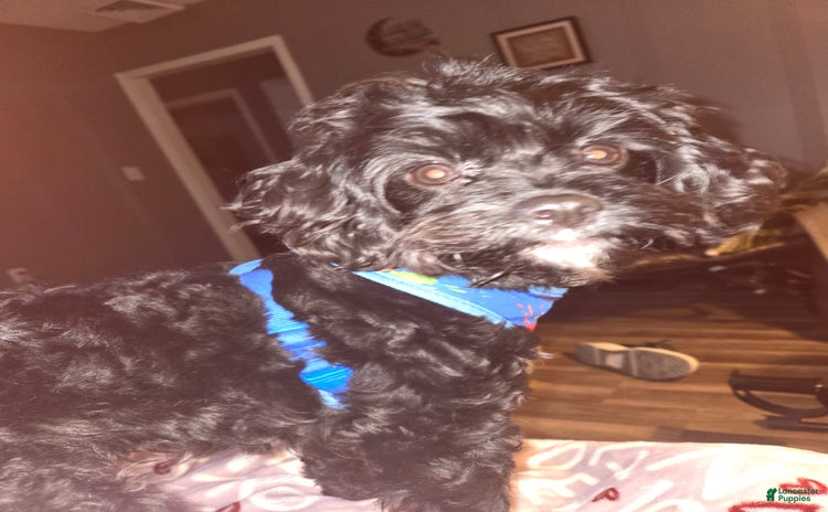 Cavapoo dogs for sale - Ad 2