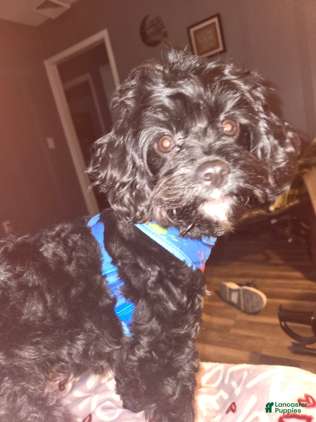 Cavapoo dogs for sale: Madeline - Image 1