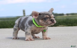 French Bulldog dogs for sale: Bosco - Image 2