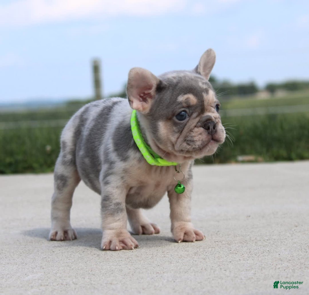 French Bulldog dogs for sale: Bosco - Image 2