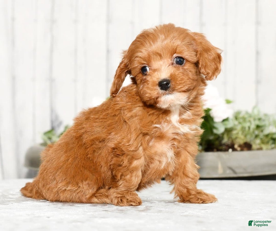 Cavapoo dogs for sale: Tucker - Image 8