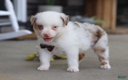 Australian Shepherd dogs for sale: Zachary - Image 7