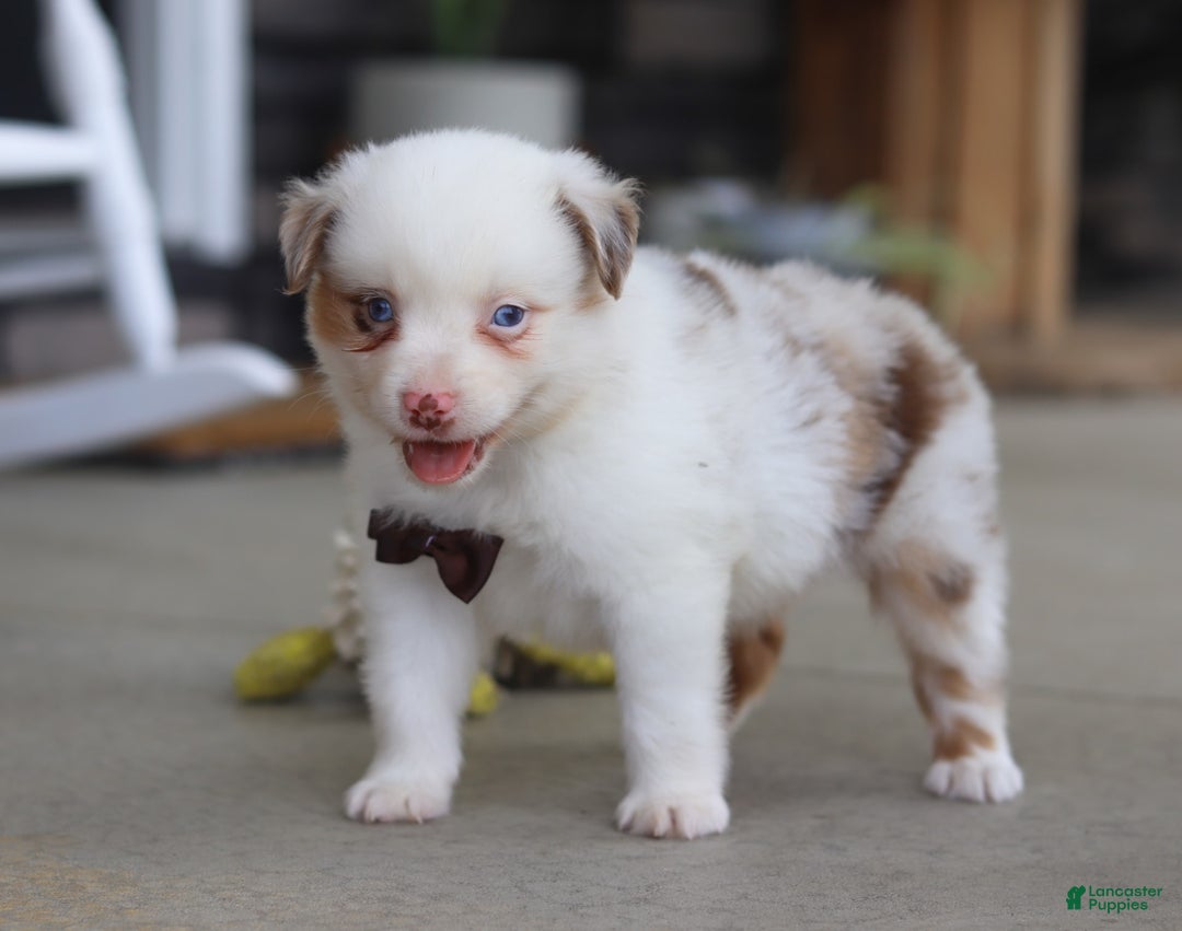 Australian Shepherd dogs for sale: Zachary - Image 7