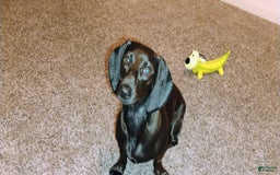 Dachshund dogs for sale: Sophie - Image 1