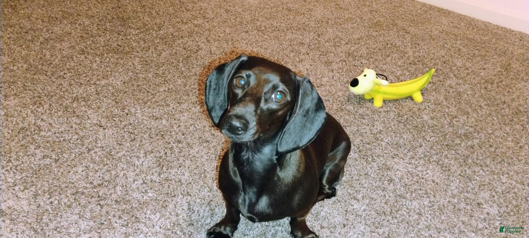 Dachshund dogs for sale: Sophie - Image 1