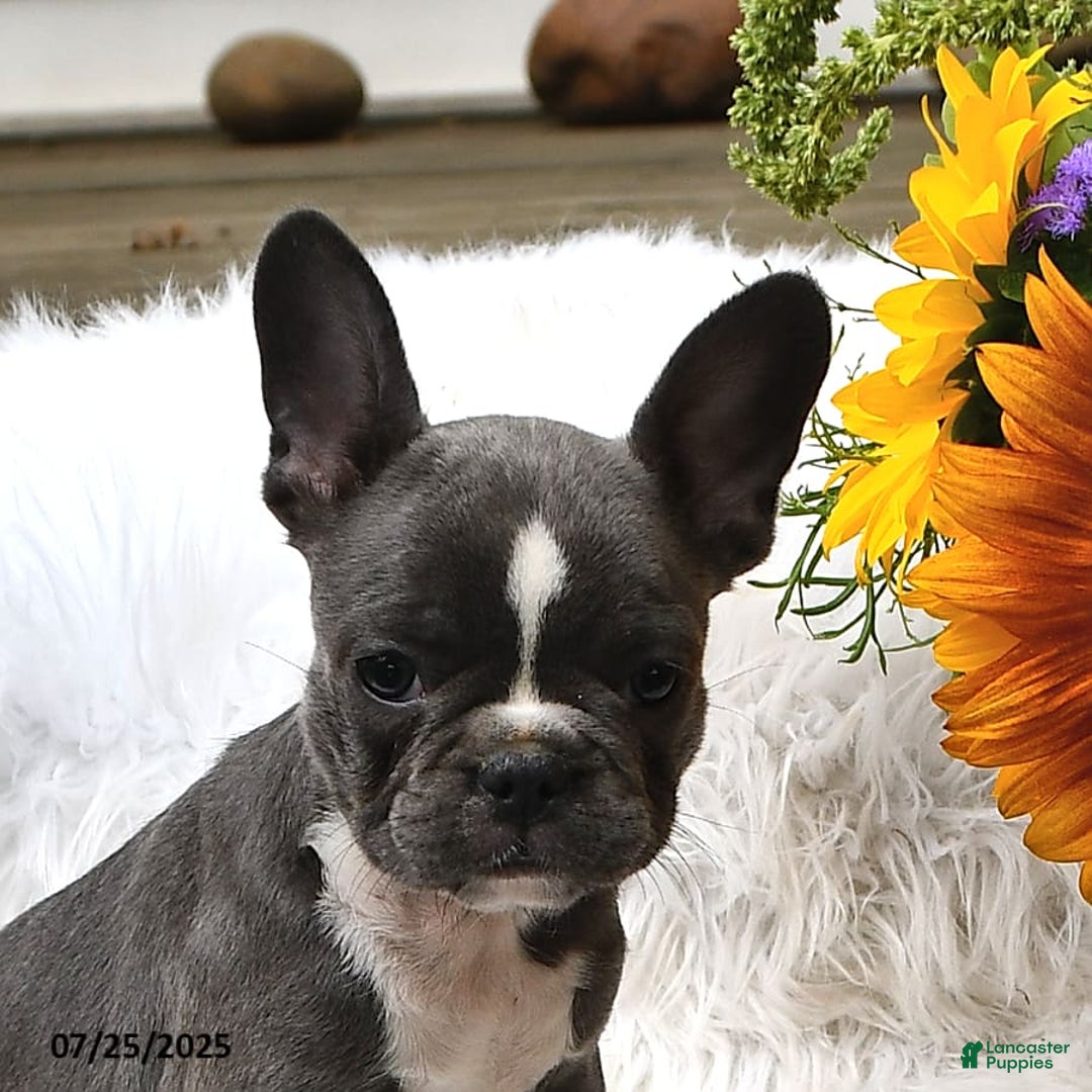 French Bulldog dogs for sale: Marjorie - Image 2