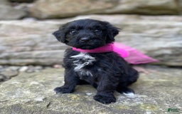 Portuguese Water Dog dogs for sale: Lydia - Image 5