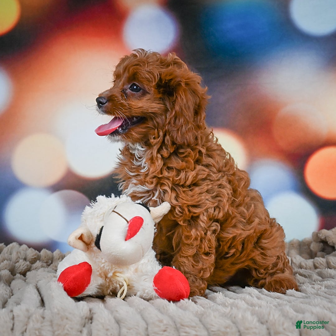 Cavapoo dogs for sale: Drover - Image 10