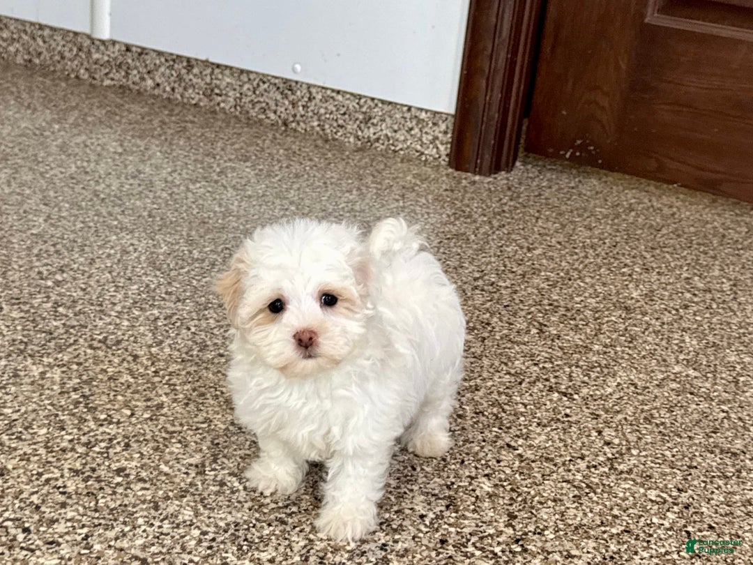 Havanese dogs for sale: Connor - Image 1