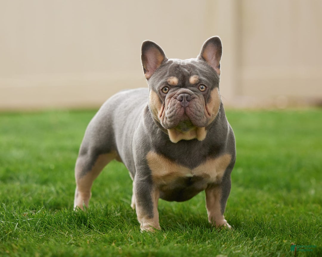 French Bulldog dogs for sale: 9908 Ollie - Image 6