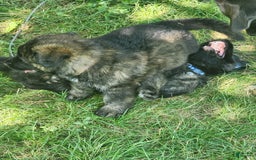 German Shepherd dogs for sale: Brian - Image 3