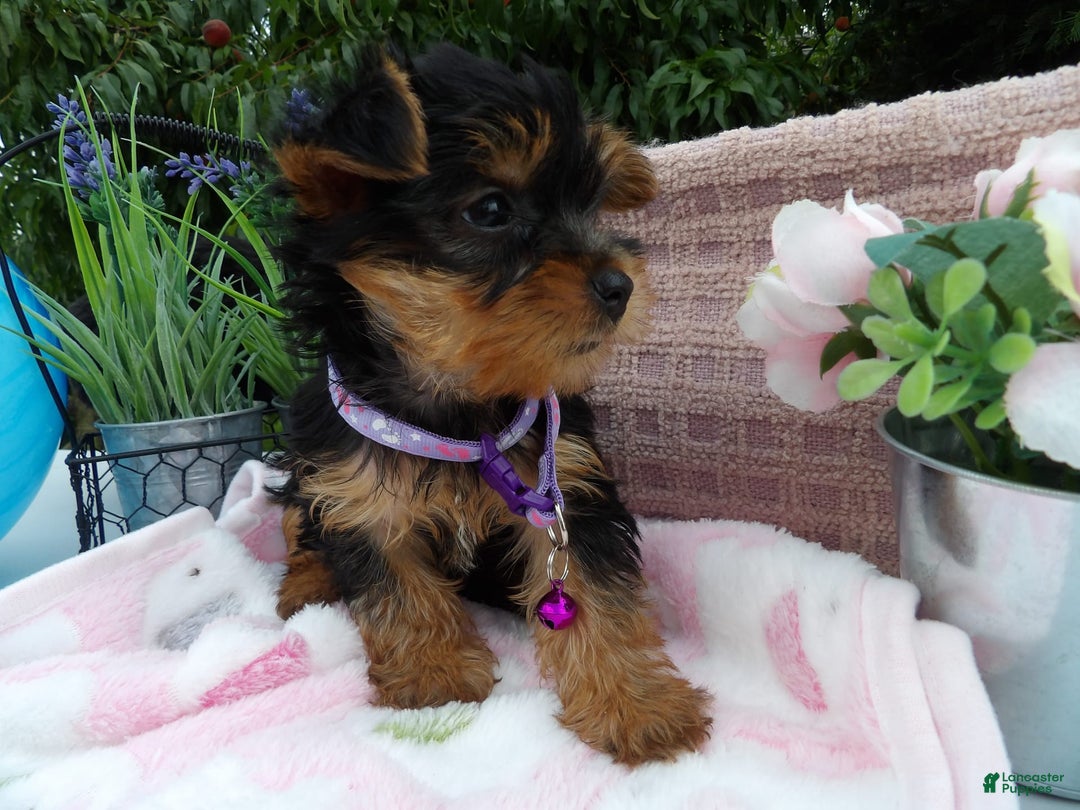 Yorkshire Terrier dogs for sale: Taffy - Image 2