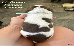 English Springer Spaniel dogs for sale: Cassie - Image 3