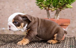 English Bulldog dogs for sale: Bridget - Image 8