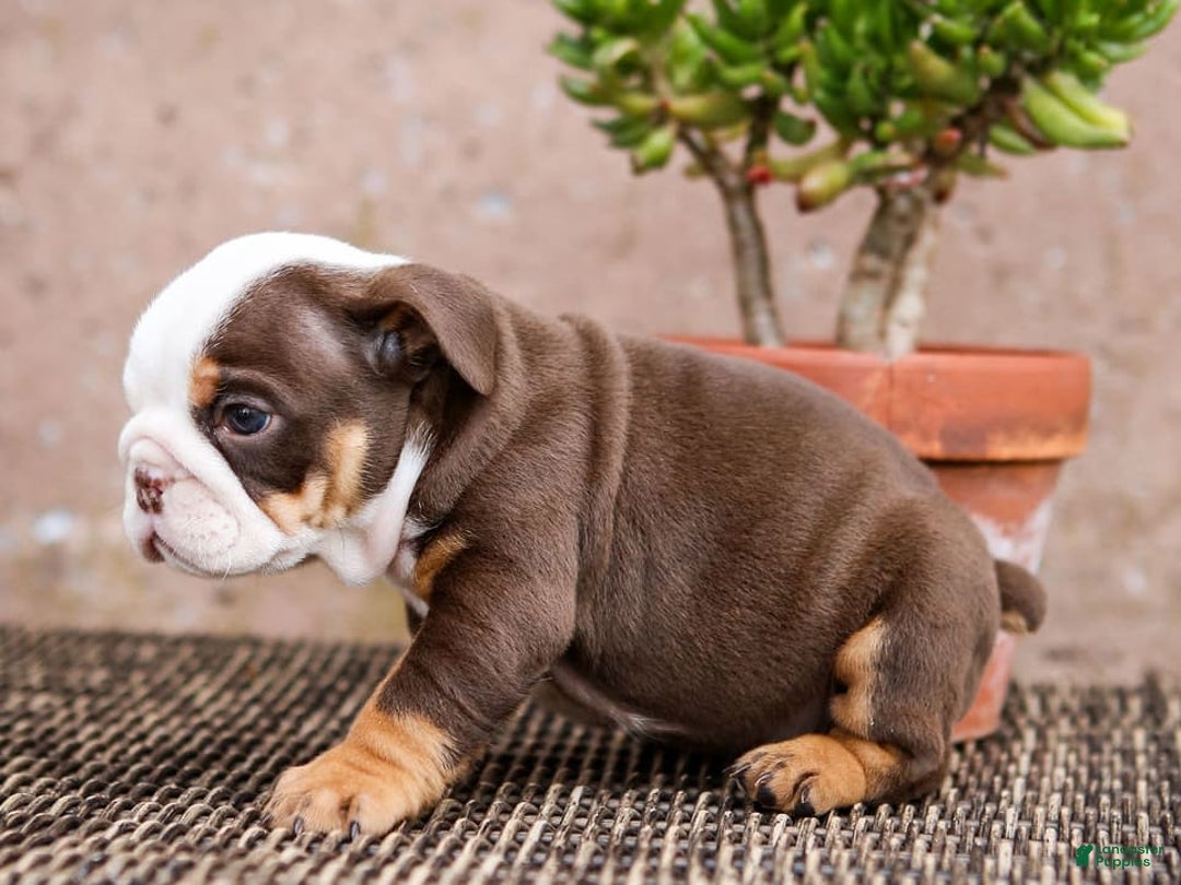 English Bulldog dogs for sale: Bridget - Image 8