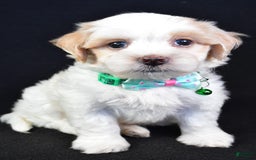 Maltipoo dogs for sale: Buddy - Image 9