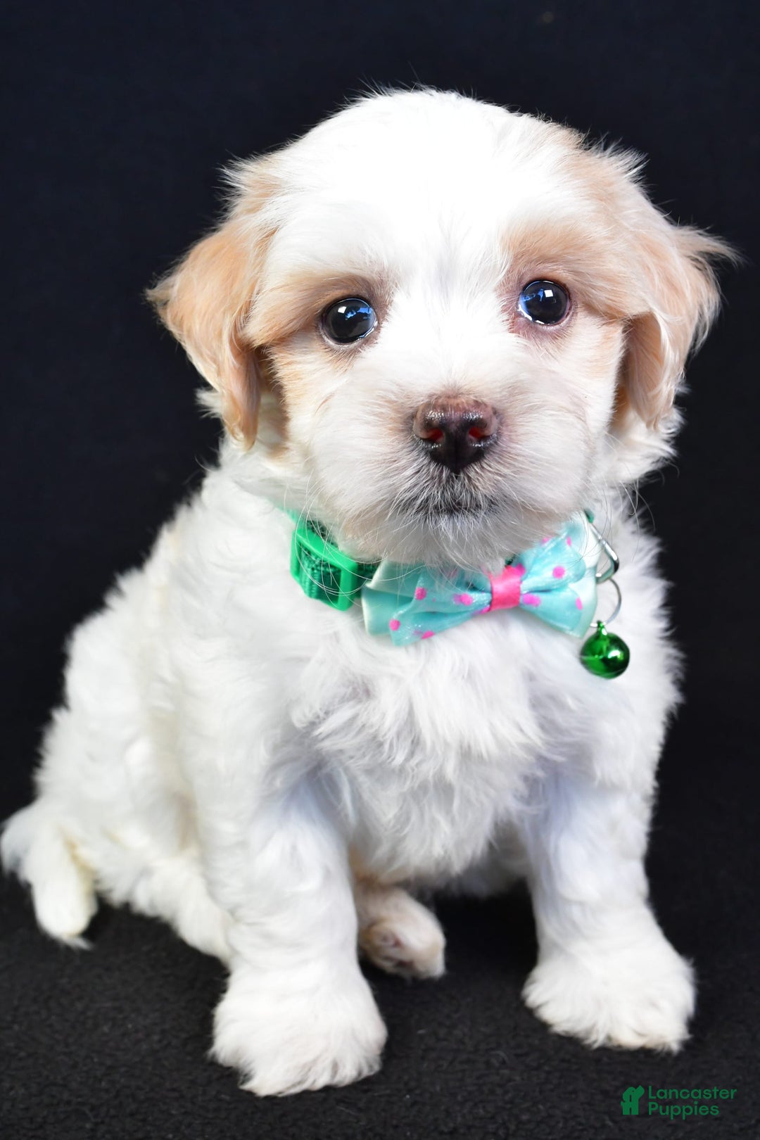 Maltipoo dogs for sale: Buddy - Image 9