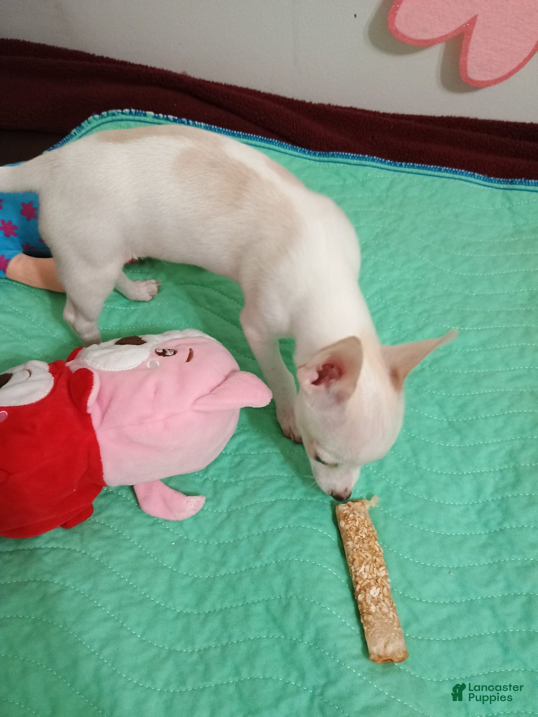Chihuahua dogs for sale: Butters. Toy - Image 6