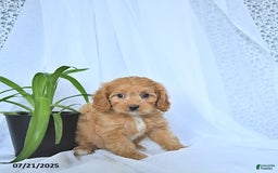 Cavapoo dogs for sale: Romeo - Image 4