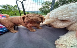 Goldendoodle dogs for sale: Firecracker - Image 5