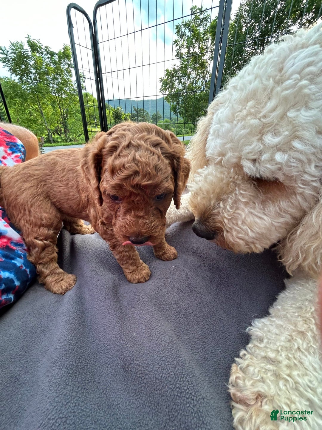 Goldendoodle dogs for sale: Firecracker - Image 5