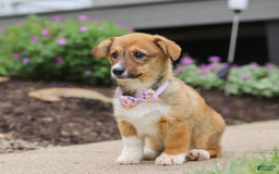 Welsh Corgi Pembroke dogs for sale: Daisy - Image 2