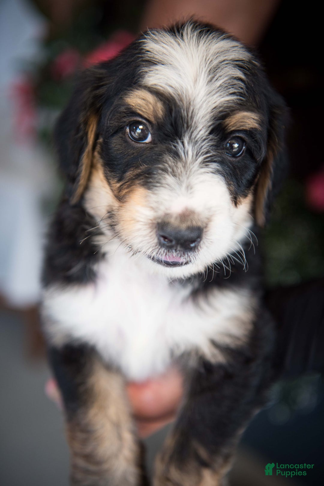 Bernedoodle dogs for sale: Jordan - Image 21