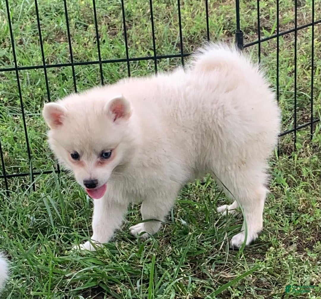 Alaskan Klee Kai dogs for sale: Fluffy Lil Tiki - Image 12