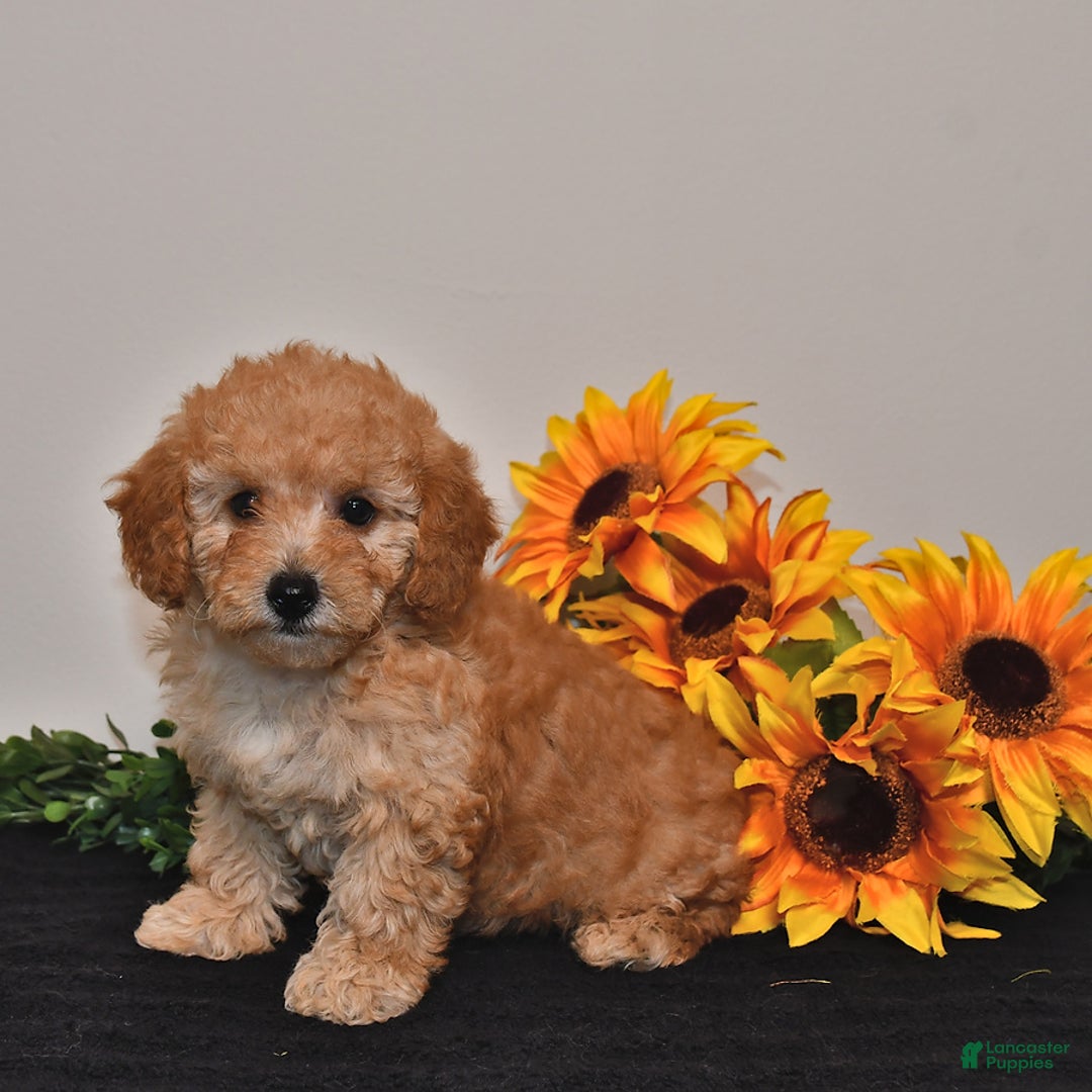 Miniature Poodle dogs for sale: Cassie - Image 4