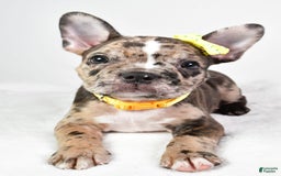 Frenchton dogs for sale: Freddy - Image 6