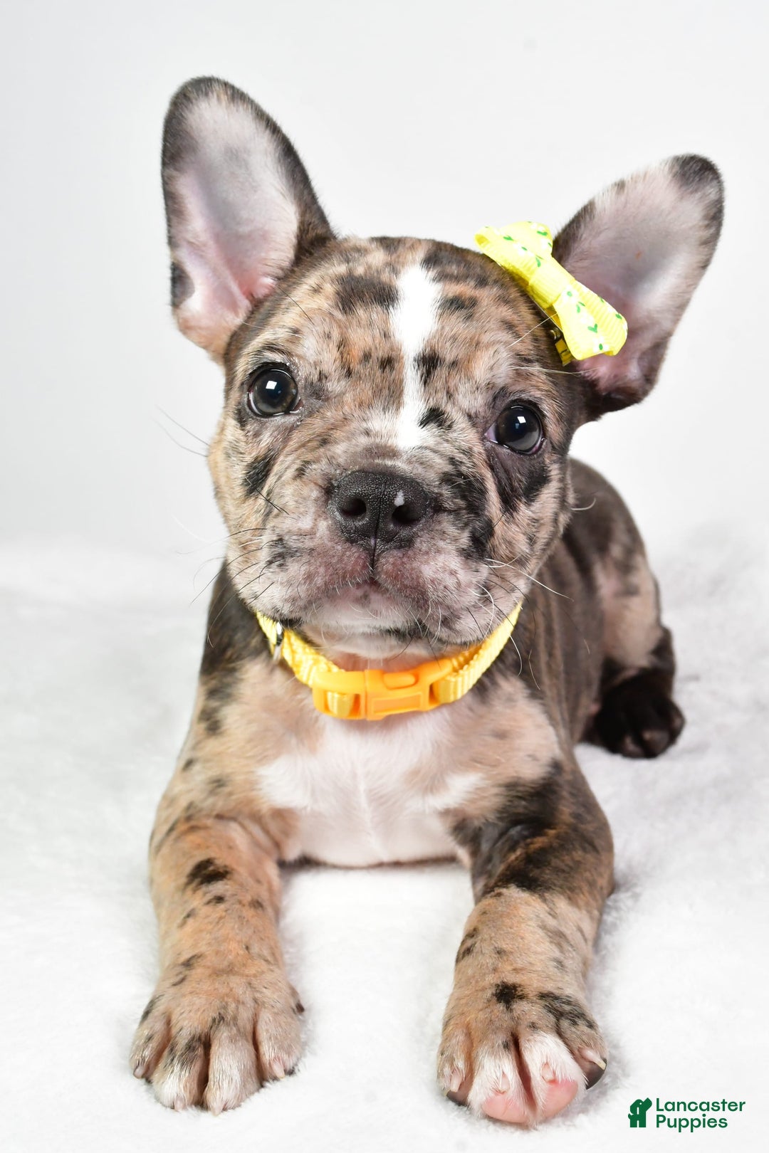 Frenchton dogs for sale: Freddy - Image 6