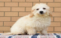 Bichpoo dogs for sale: Mose - Image 3