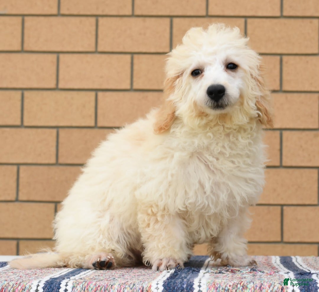 Bichpoo dogs for sale: Mose - Image 3