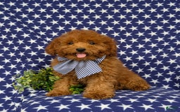Miniature Poodle dogs for sale: Miniature Poodle 4 puppies - Image 5
