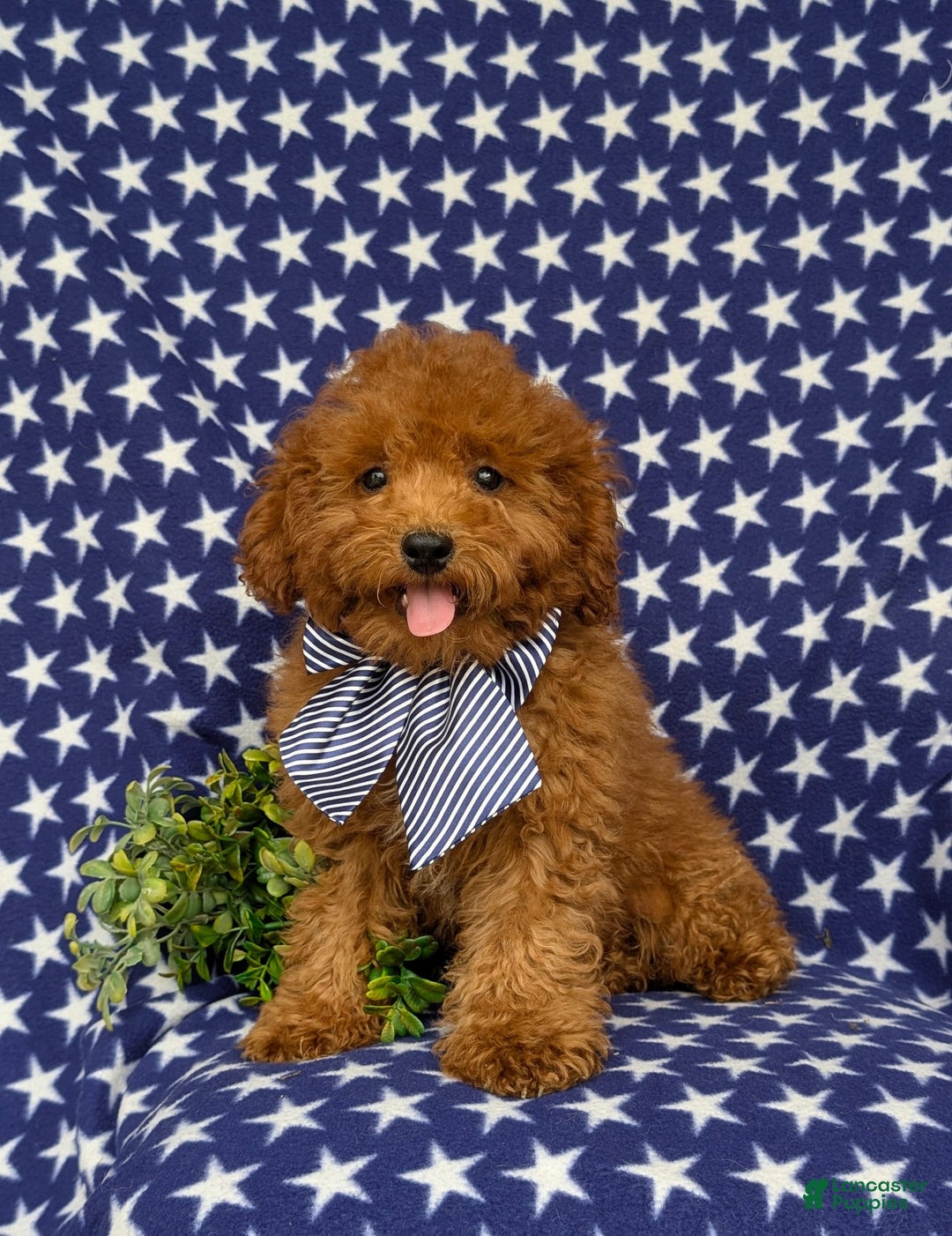Miniature Poodle dogs for sale: Miniature Poodle 4 puppies - Image 5
