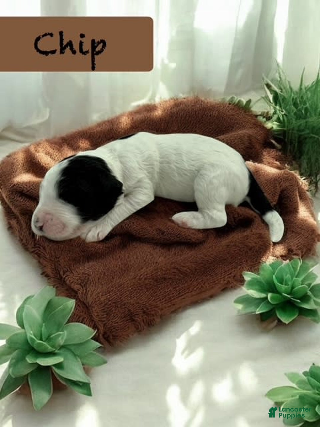 Bernedoodle dogs for sale: Chip - Image 2