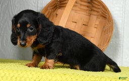 Miniature Dachshund dogs for sale: Sadie - Image 5