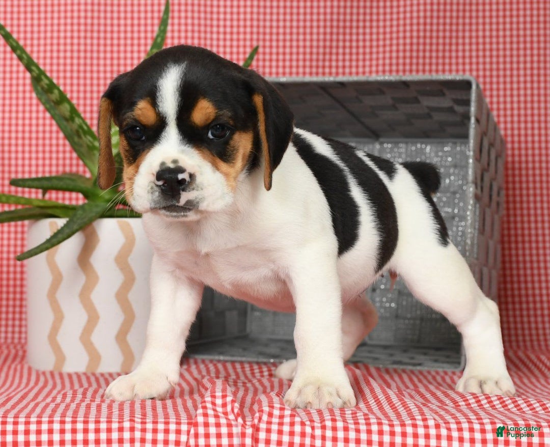 Beabull dogs for sale: Wendy - Image 5