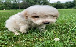 Mini Goldendoodle dogs for sale: Sadie - Image 2