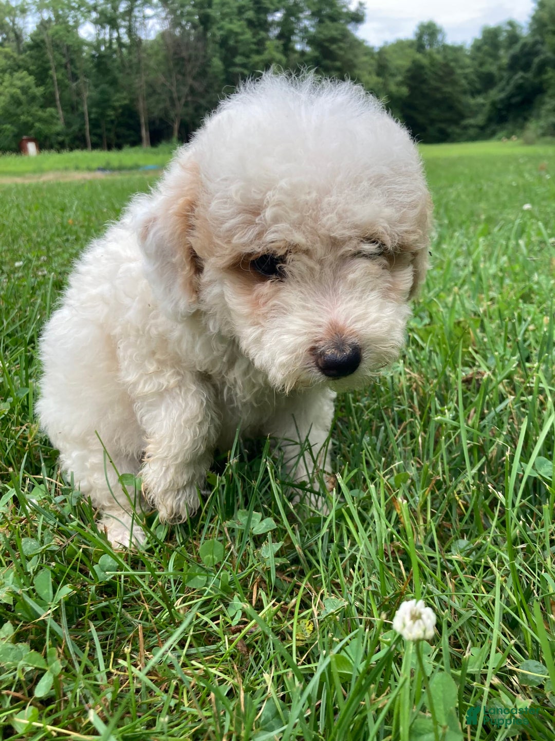 Mini Goldendoodle dogs for sale: Sadie - Image 2