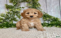 Doxiepoo dogs for sale: Debbie - Image 4