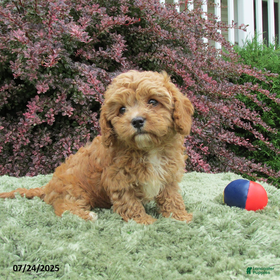Cavapoo dogs for sale: Princess - Image 1