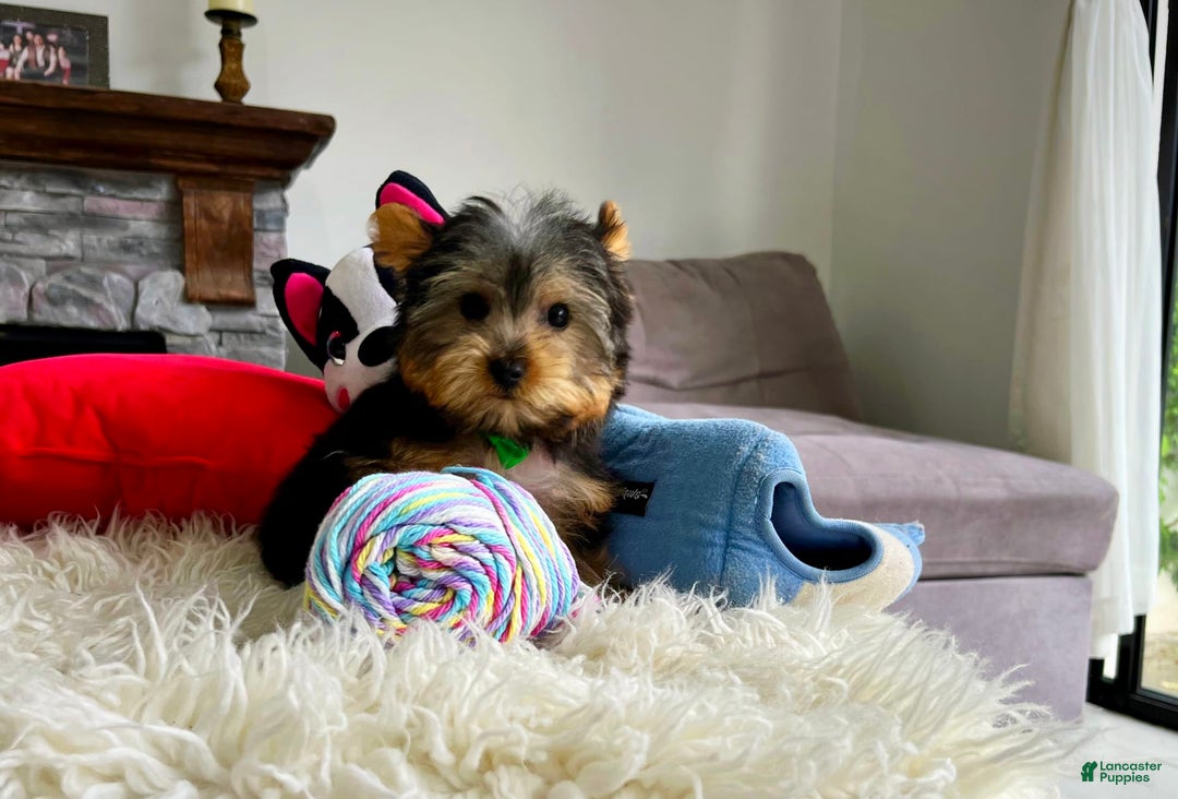 Yorkshire Terrier dogs for sale: Jeff - Image 1