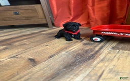 Yorkiepoo dogs for sale: Braxton - Image 2