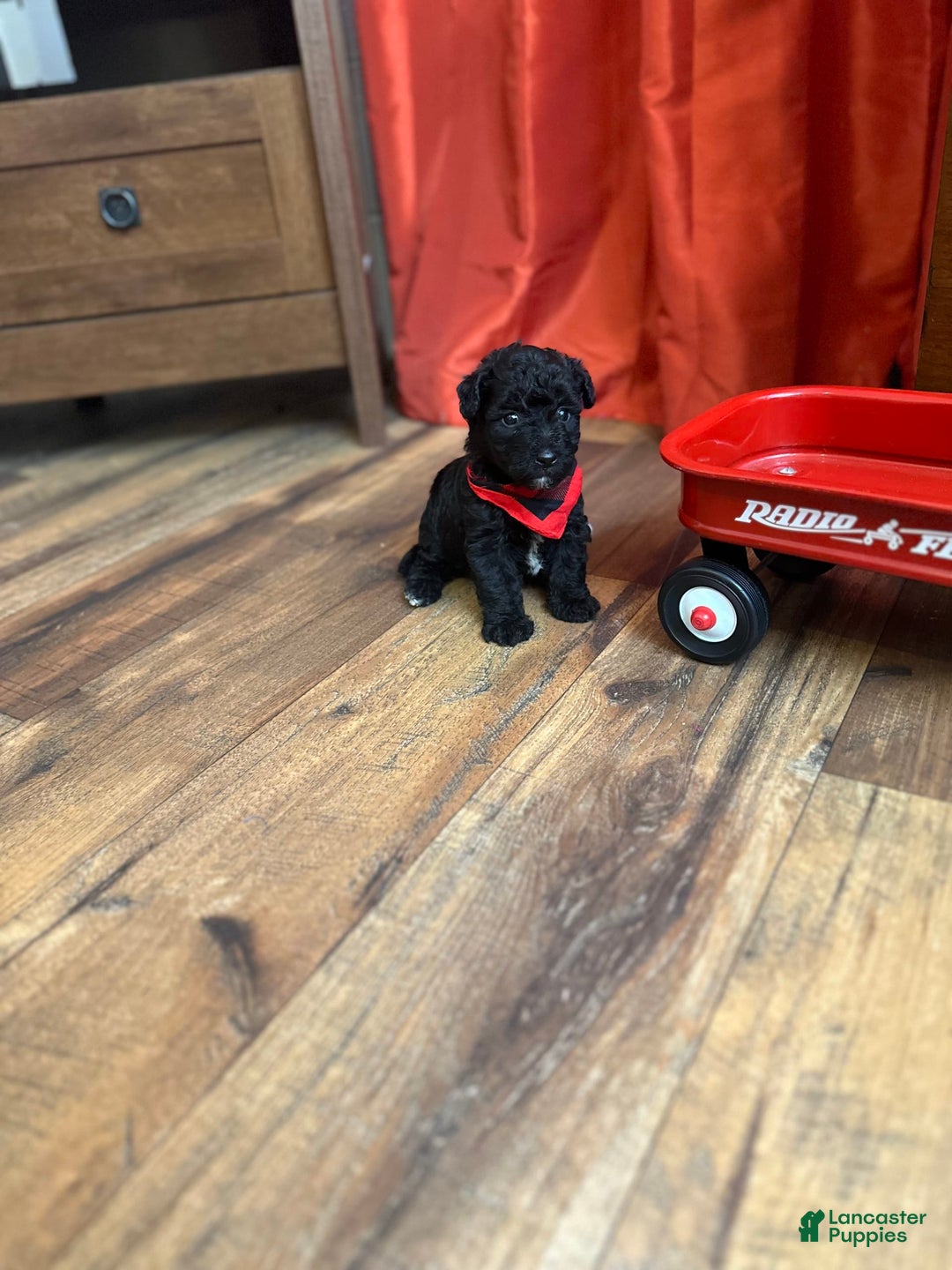 Yorkiepoo dogs for sale: Braxton - Image 2